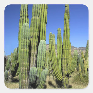 Mexico, Sonora, San Carlos. Saguaro & Organ Pipe Vierkante Sticker
