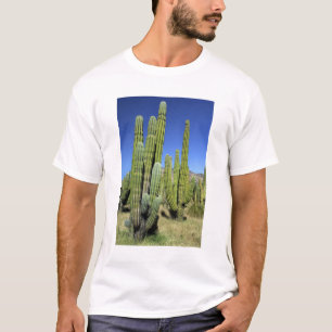 Mexico, Sonora, San Carlos. Saguaro & Orgelpijp T-shirt