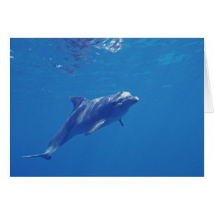 Mexique, Cozumel. Dauphin en voie de disparition