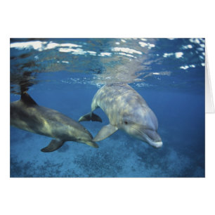 Mexique, Cozumel. Grand dauphin, Tursiops 5
