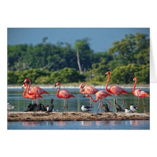 Mexique Rio Lagartos