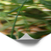 MHRR affiche murale de lapin noir et blanc holland (Coin)