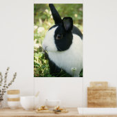 MHRR affiche murale de lapin noir et blanc holland (Cuisine)