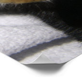 MHRR Néerlandais noir lapin blanc lapin poster d'é (Coin)