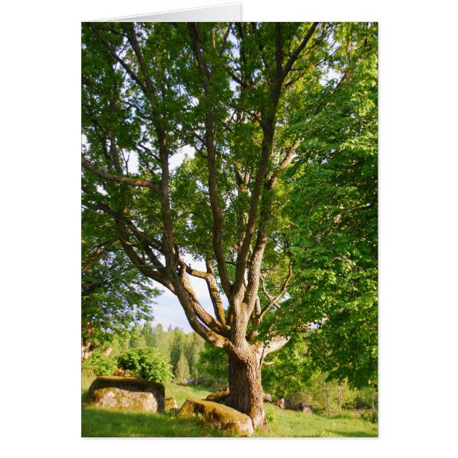 Mi-été Lumière Småland (Devant)