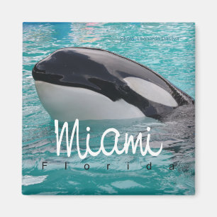 Miami Florida Orca Whale Foto Fridge Magnet Magneet