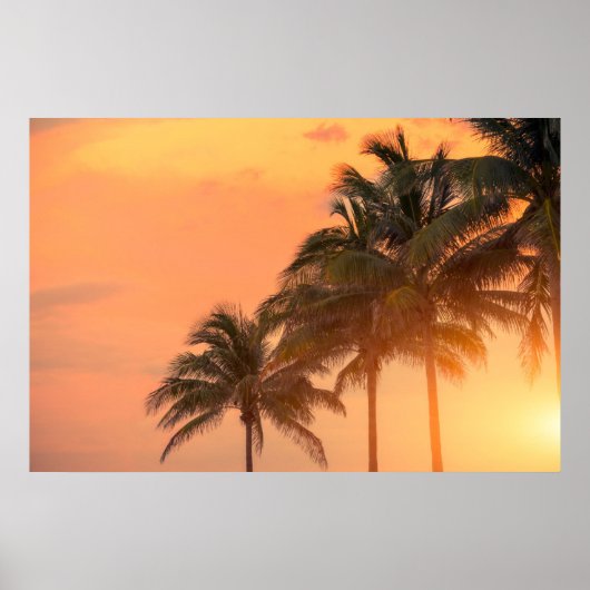 Miami Palms Poster (Voorkant)