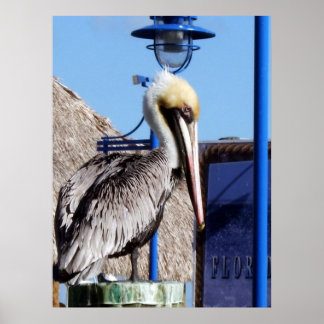Miami Pelican Poster