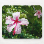 Miami Pink Hibiscus Tropical Flower Bloom Muismat (Voorkant)
