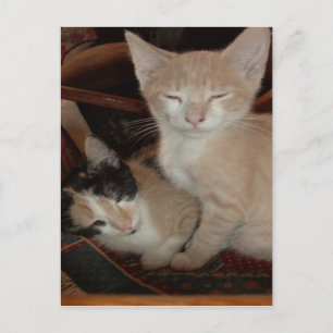 Miauw Katten 28 Briefkaart