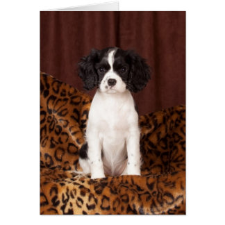 Micah zeldzame kleurige Cavalier King Charles Span