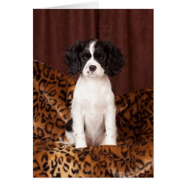 Micah zeldzame kleurige Cavalier King Charles Span (Voorkant)