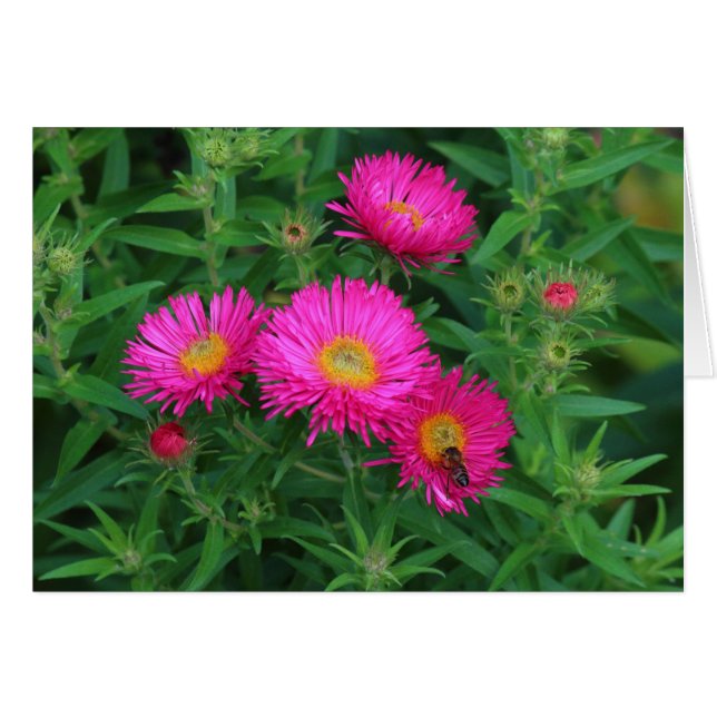 Michaelmas Daisies en Bee (Voorkant Horizontaal)