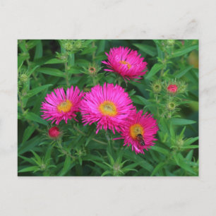 Michaelmas Daisies en Bee Briefkaart