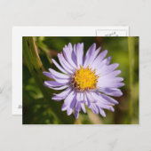 Michaelmas Daisy Briefkaart (Voorkant / Achterkant)