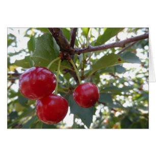 Michigan Cherries