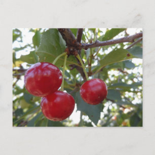 Michigan Cherries Briefkaart
