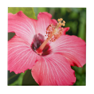 Michigan, Dearborn. Detail van roze hibiscus Tegeltje