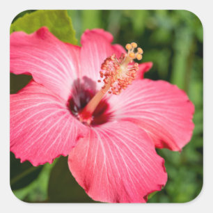 Michigan, Dearborn. Detail van roze hibiscus Vierkante Sticker