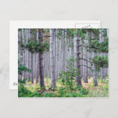 Michigan Pine Trees Briefkaart (Voorkant / Achterkant)