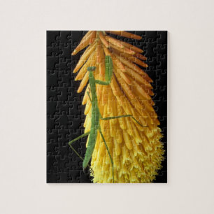 Michigan, Rochester Hills. bidsprinkhaan op Rood Legpuzzel