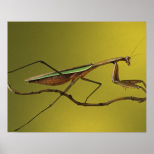 Michigan, Rochester Hills. Bidsprinkhaan Poster