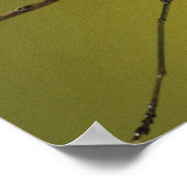 Michigan, Rochester Hills. Het bidden van Mantis o Poster (Hoek)