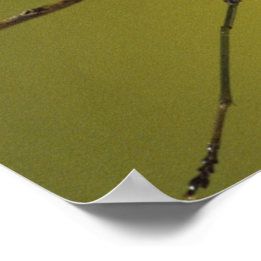 Michigan, Rochester Hills. Het bidden van Mantis o Poster (Hoek)