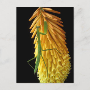 Michigan, Rochester Hills. Mantis bidden op Red Briefkaart