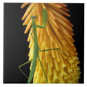 Michigan, Rochester Hills. Mantis bidden op Red Tegeltje