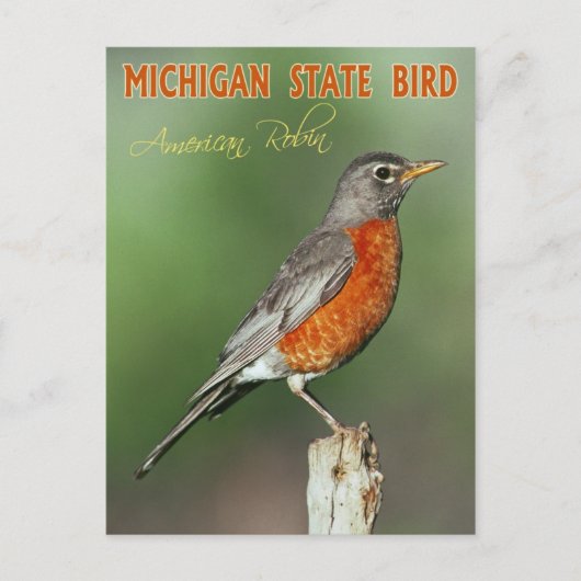 Michigan State Bird - American Robin Briefkaart (Voorkant)