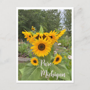 Michigan Summer Sunflower Carte postale