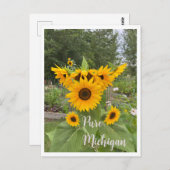 Michigan Summer Sunflower Carte postale (Devant / Derrière)