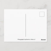 Michigan Summer Sunflower Carte postale (Dos)