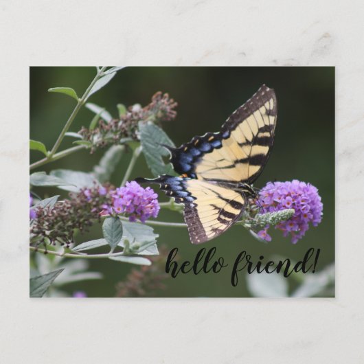 Michigan Swallowtail Butterfly Briefkaart (Voorkant)