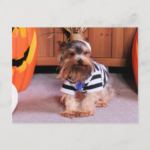 Mickey - Yorkshire Terrier - Shannon Briefkaart