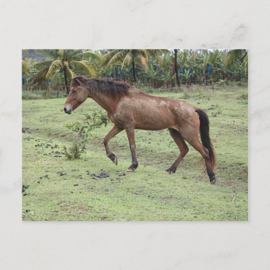 Micoud2 Briefkaart (Voorkant)