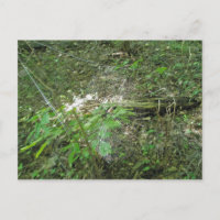 Micrathena Web