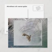 Micrathena Web & Spider Briefkaart (Voorkant / Achterkant)