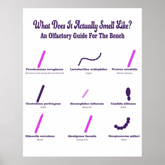 Microbiologie Bench Olfactory Guide Poster (Voorkant)