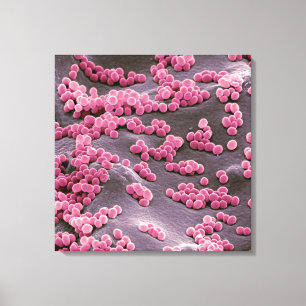 Micrococcus Bacteria Canvas Afdruk