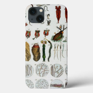 Microorganismen animales  biologisch schema tabbla iPhone 13 hoesje