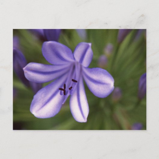 Microscopisch Uitzicht Briefkaart (Voorkant)