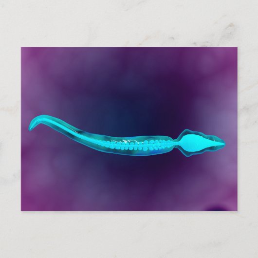 Microscopisch Uitzicht met botstructuur van het sp Briefkaart (Voorkant)