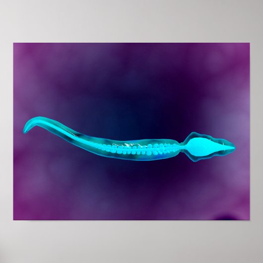 Microscopisch Uitzicht met botstructuur van het sp Poster (Voorkant)