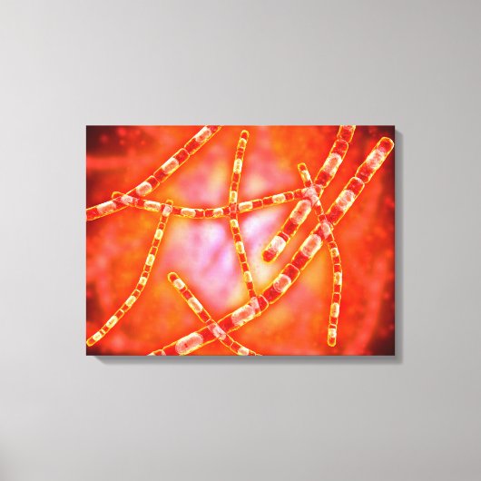 Microscopisch Uitzicht van antrax 1 Canvas Afdruk (Voorkant)
