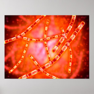 Microscopisch Uitzicht van antrax 1 Poster
