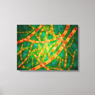 Microscopisch Uitzicht van antrax 2 Canvas Afdruk