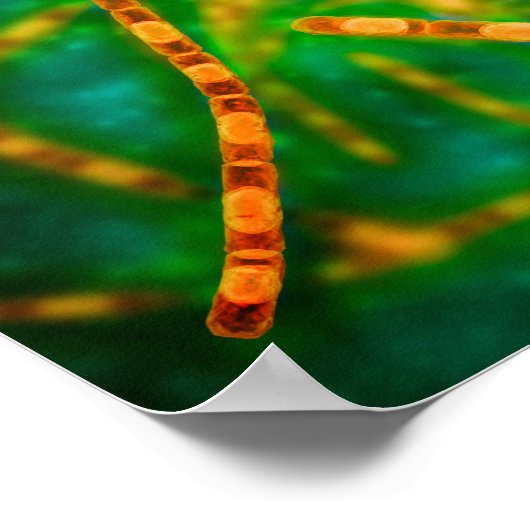 Microscopisch Uitzicht van antrax 2 Poster (Hoek)