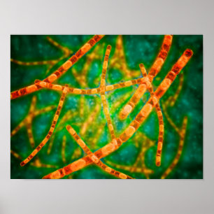 Microscopisch Uitzicht van antrax 2 Poster